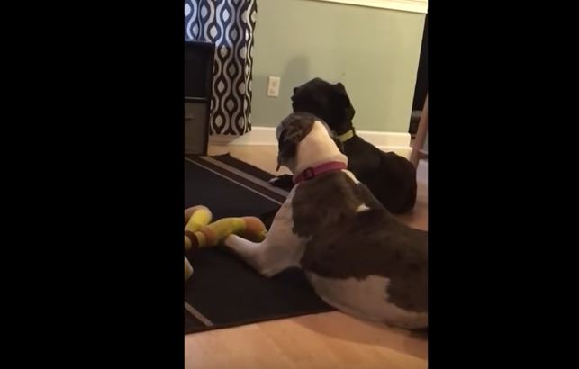 Momma Won’t Share Her Favorite Toy With Her Puppy