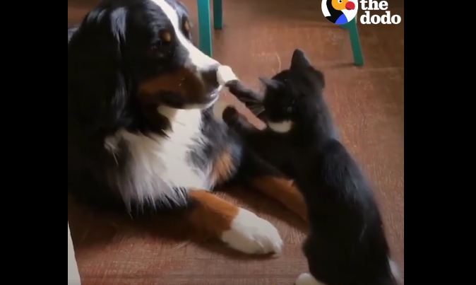 Dogs Can Be Cat People, Too!