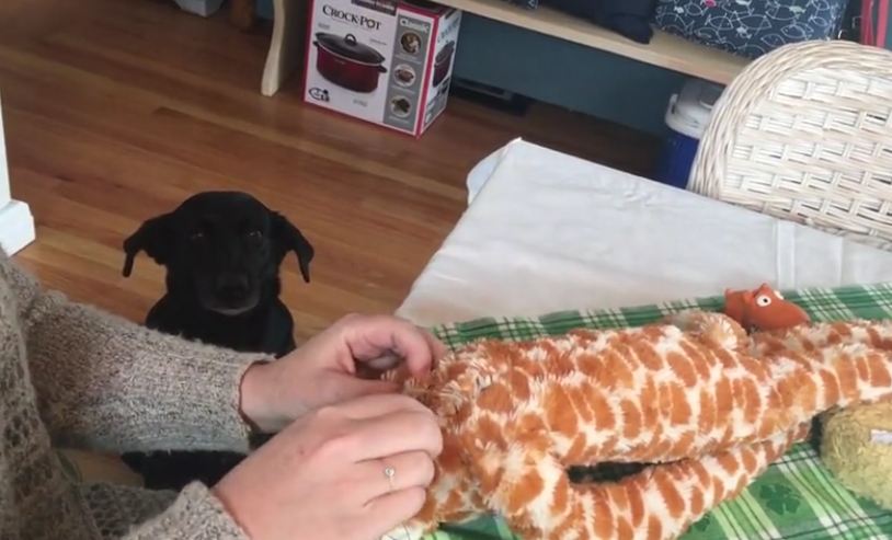 Dog patiently waits for beloved toy to be repaired