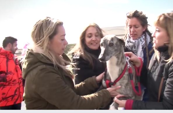 Dog found with broken noose around her neck feels love for the first time