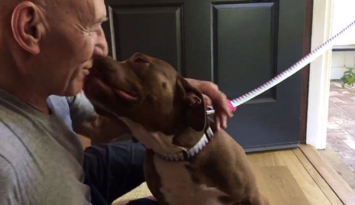 Patrick Stewart Meets His New Foster Pit Bull, Falls In Love Immediately