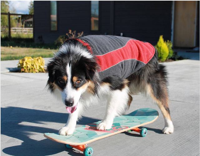 Talented Dog Makes The Pawfect Dance Partner