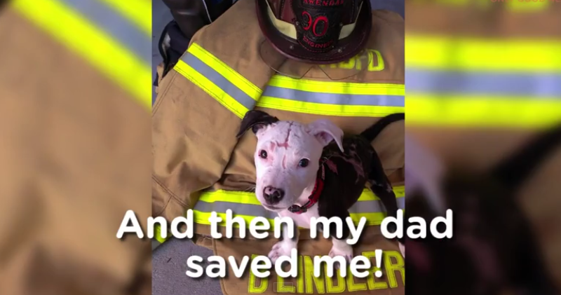 Dog Becomes Firefighter After Being Stuck in a Burning Building