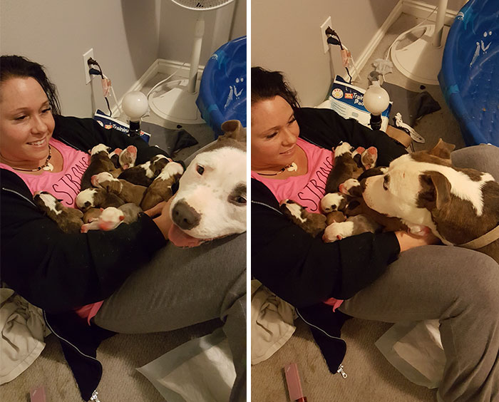 Woman Shocked When Foster Pit Bull Puts Newborn Puppies On Her Lap