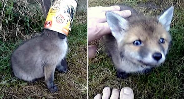 Fox Kit Says “Thank You” to Its Hero in the Sweetest Way