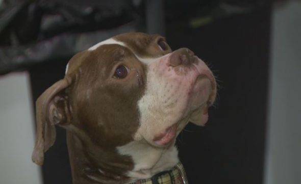 Saving Gabe: Dog Found Near Death in Toledo Making Beautiful Recovery