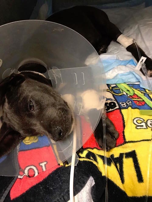 Parvo Puppy Abandoned In Cage By Dumpster Gets The Miracle She Deserves