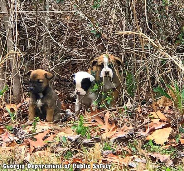 K-9 Comforts Three Small, Abandoned Puppies He Helped Rescue