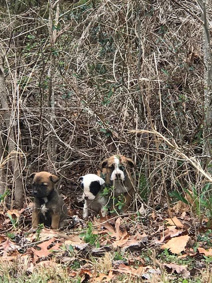 K9 Rescues 3 Abandoned Puppies With His Partner