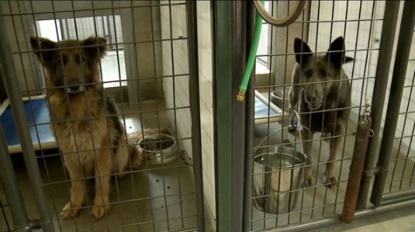 12 German Shepherds Rescued From Horrendous Conditions at CO Puppy Mill