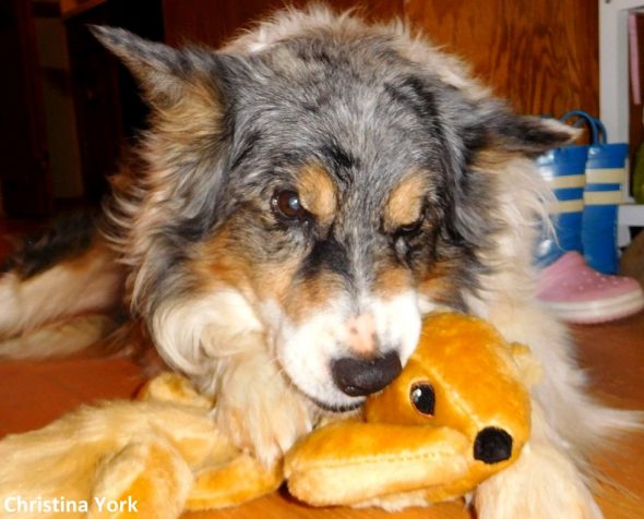 Dog Has Spent His Whole Life Trying to Catch a Squirrel, So His Mom Finally Got One for Him