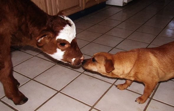 Miniature Cow Called Moonpie Rescued from Auction Falls in Love With Every Dog She Meets
