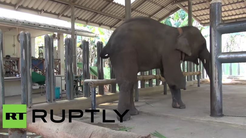 What they just did for this elephant made her smile. Can you believe it?