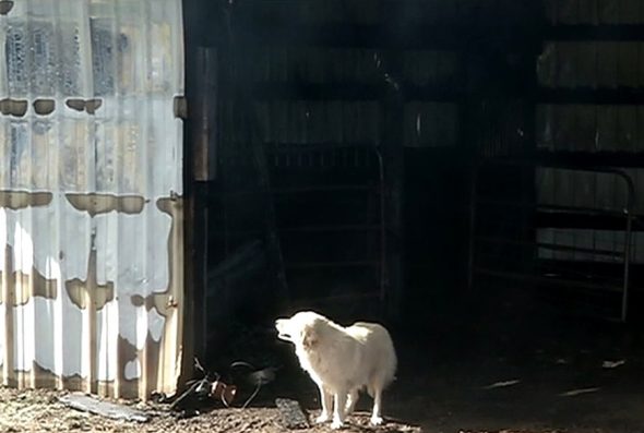 Mother Dog Who Lost Puppies in a Barn Fire Adopts Orphan Puppies