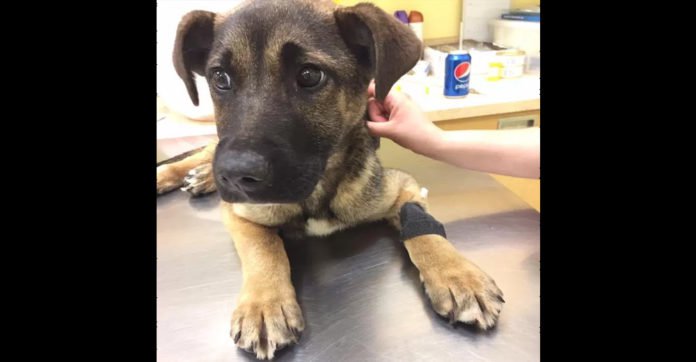 Tragic Update On Pup Who Was Hit By A Car That Broke His Legs Will Make You Weep
