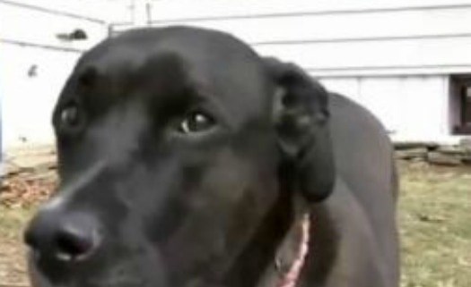 Rescued pup repays his owner by saving him from home fire