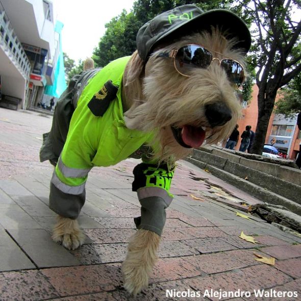 Injured Street Dog Becomes Colombia’s Cutest Police Officer