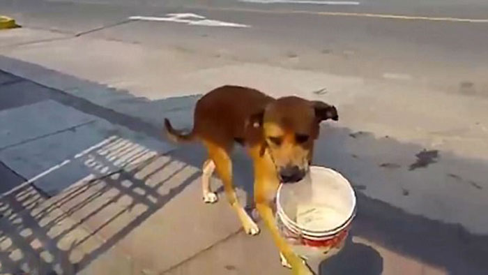 Thirsty Dog Is Carrying A Bucket And Begging For Water After Drought Hit Peru