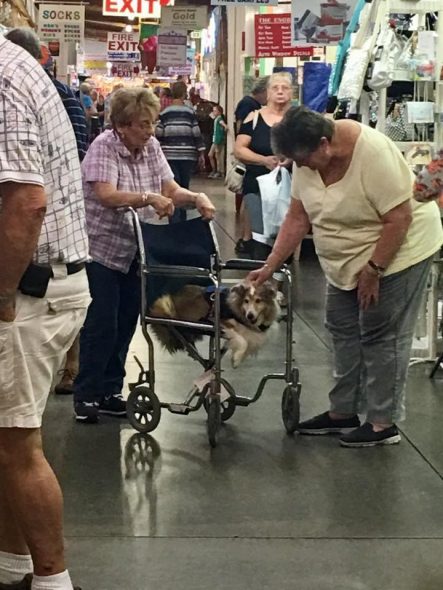 Two of a Kind! Woman Shares Wheelchair with Senior Dog