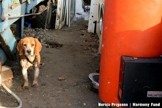 Dog Who Lived on a Chain for 6 Years Without Shelter Can’t Stop Sniffing Her Way Through Life