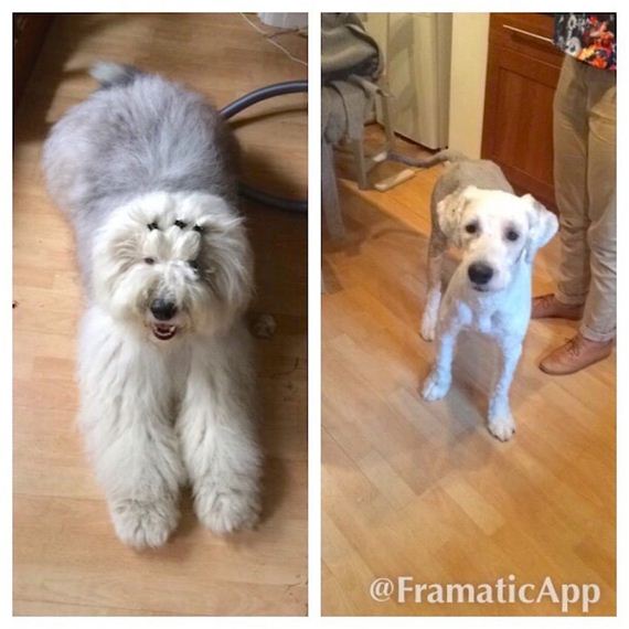 11 Dogs Who Look Drastically Different After A Trip To The Groomer