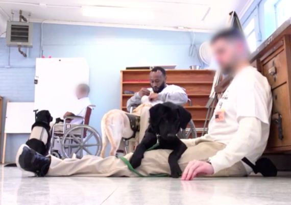 Dogs Are Brought To Prison, Then Inmates Help Train Them To Become Service Dogs For Wounded Vets