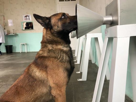 Researchers Have Just Discovered That Belgian Malinois Dogs Can Sniff Out Cancer