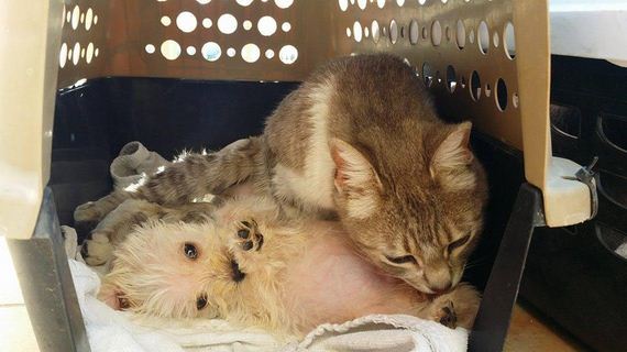 Cat Survives Attack By A Pack Of Dogs, Then Becomes A Mother To An Orphaned Puppy