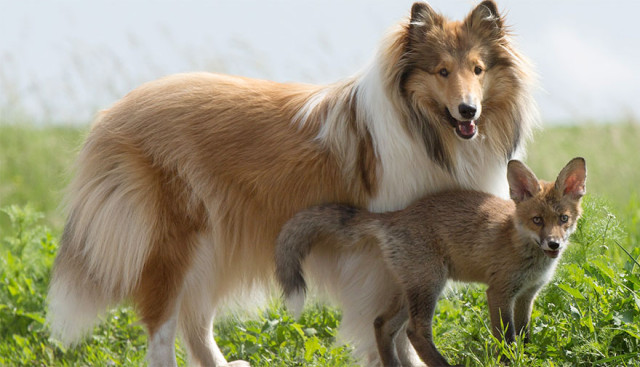 Orphaned Baby Fox Adopted By Maternal Collie, And It’s Just As Adorable As It Sounds!