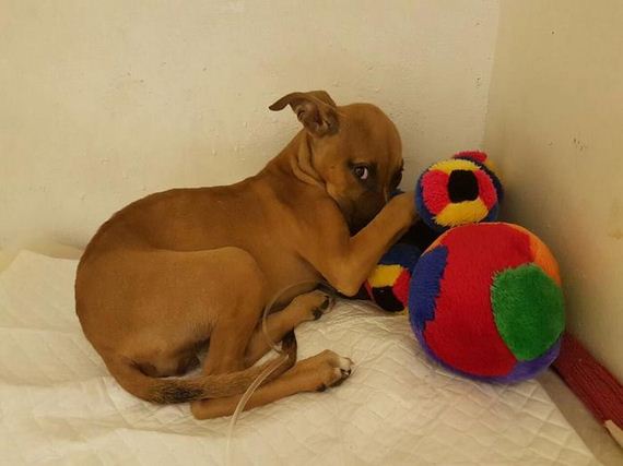 This 13-Year-Old Boy Walked 2 Miles Just To Save A Dying Puppy