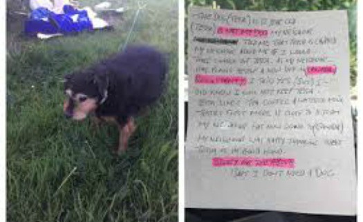 ‘I don’t need a dog’: Note left with elderly dog abandoned in a cold, wet field