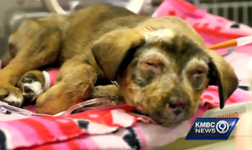 Animal Rescue Group Saves Three Puppies from Horrible Abuse
