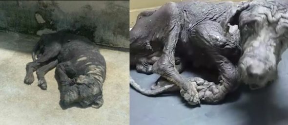 PLEASE HELP!!! Hundreds of People Passed this Poor Dog by on the Street and He NEEDS Our Help