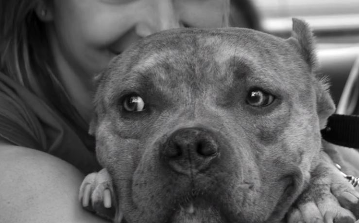 You Won’t Believe What This Pit Bull Has Gone Through! Please share.