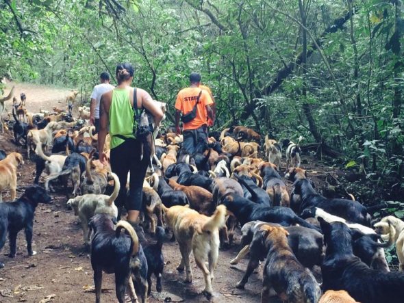 Woman Takes In Hundreds of Unwanted Dogs After a Shelter Visit Changed Her Life Forever