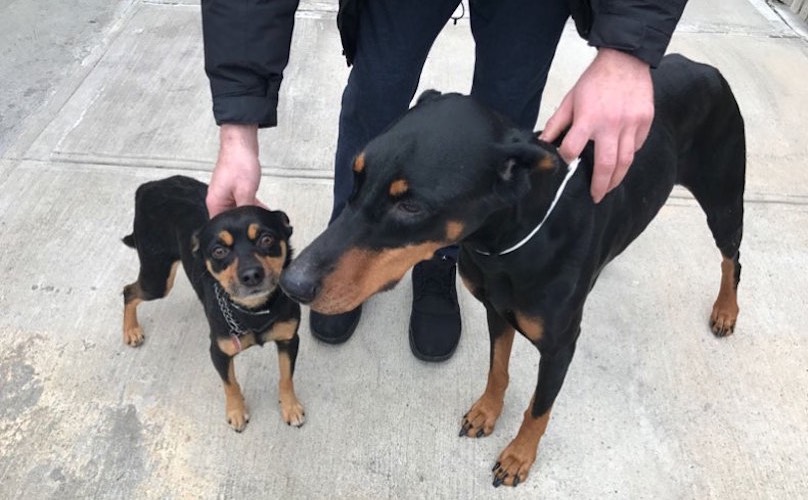 Bonded Lookalike Doberman & Miniature Pinscher Need A Home After Owner Passes Away