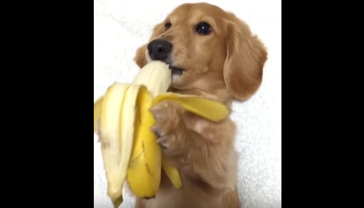 Here’s a Dog Eating a Banana