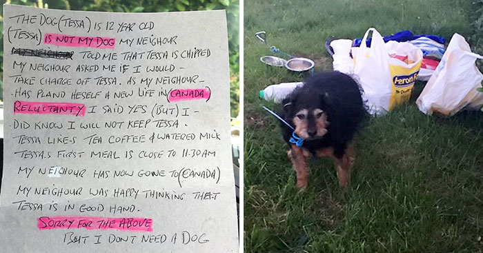 Sad Dog Found Abandoned In A Field With A Note On Her Neck