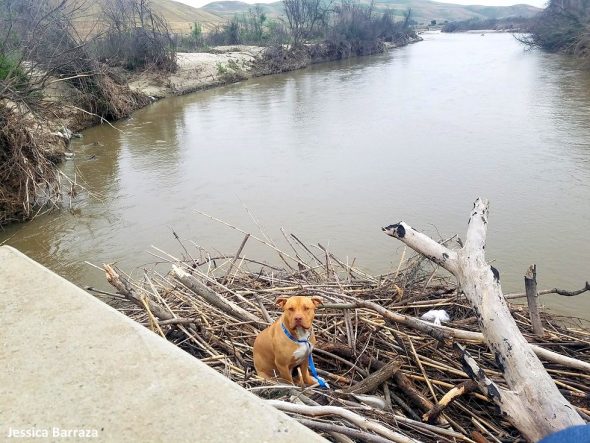 Dog Who Was Stuck on a Pile of Driftwood in a River for Days Is Finally Rescued