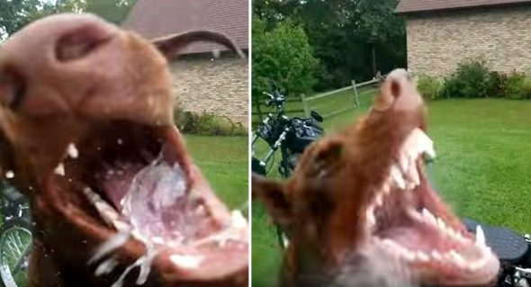 Goofy Dog Makes It Absolutely Impossible for Dad to Wash His Motorcycle