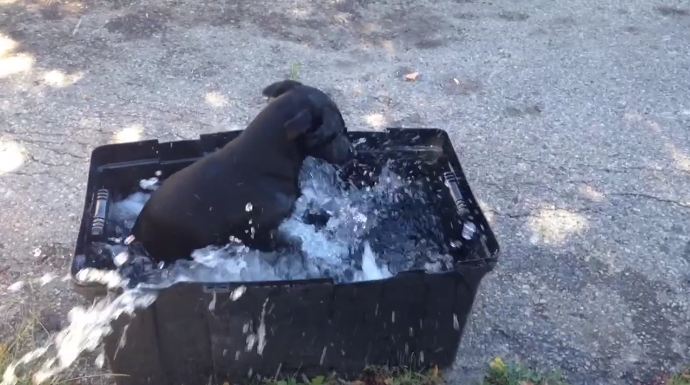 When he walks his dog into the empty swimming pool… too funny!