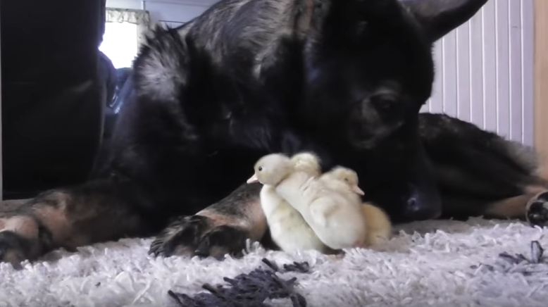 Thorin the German Shepherd Loves Taking Care of His Little Duckling Buddies