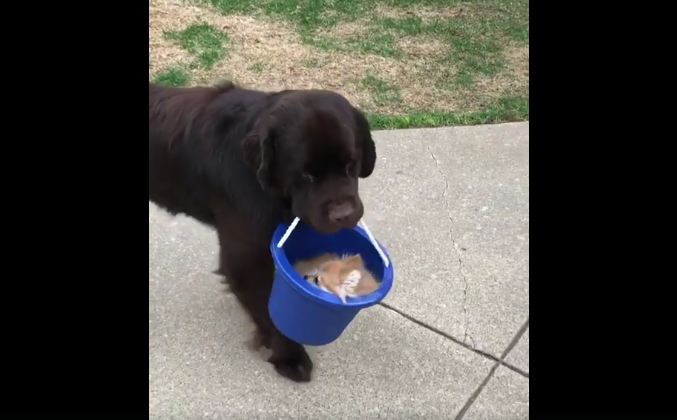 Big dog carries little dog friend around in a bucket — because that’s what friends are for