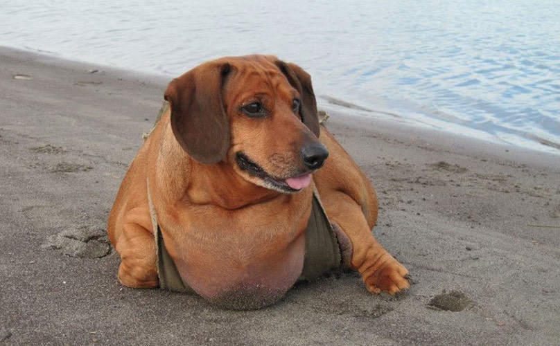 Meet Obie, the Obese Dachshund Who Lost Over 50% of His Body Weight