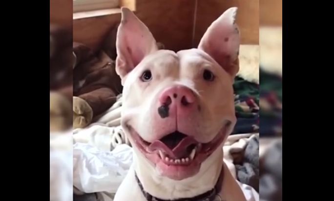 Does This Bully Have the Smile of All Smiles?