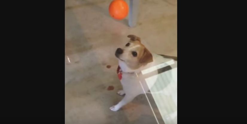 Dogs Get Terrifically Baffled by the Concept of a Glass Table