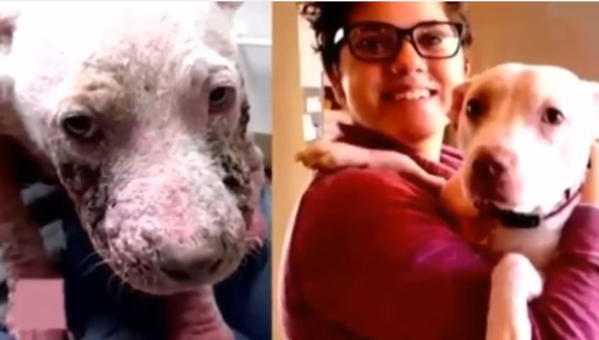 Depressed Dog Is Covered In Pink Scales, Looks Completely Unrecognizable After She’s Rescued