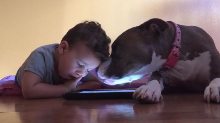Attention-Craving Dog Is SUPER Jealous Of iPad – TOO Funny!