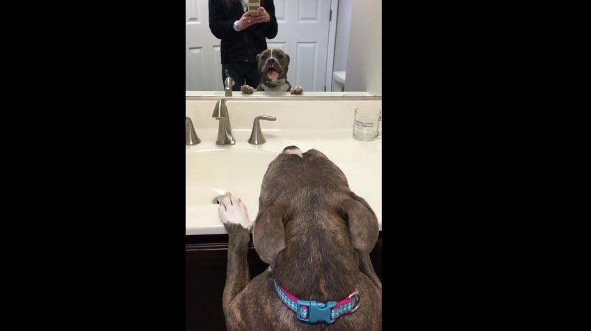 Adorable Pit Bull Wants To Make Friends With Her Mirror Reflection