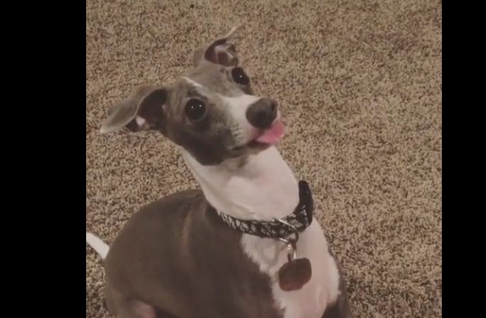 Dog sticks out his tongue for treats